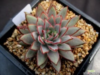 여로 5-063 다육식물