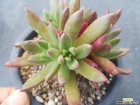글라우카 다육식물