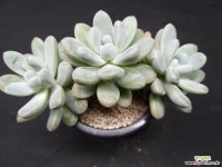 뮤엘레리-8101 다육식물