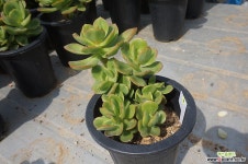 (5月)홍매화中9 다육식물