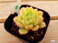 옐로우핀 다육식물