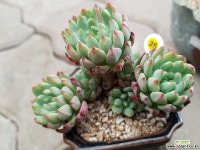블루엘프(묵은둥이) 다육식물