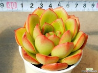 홍학 9-366 다육식물