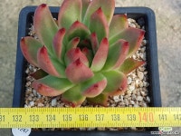 프랭크 9405-1247 다육식물