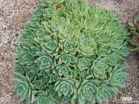 특대품)라테일 9106-1434 다육식물