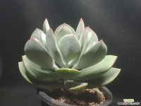 시집가는처녀 다육식물