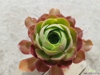 샐러드볼 1146 0601 다육식물