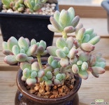 애플미인 다육식물