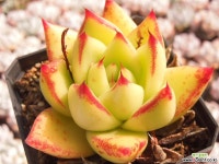 에보니 다육식물