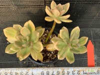 석연화금427(자연군생) 다육금