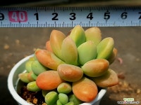 미울 11-103 다육식물
