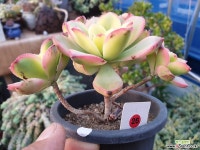 일월금-26 다육식물