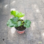 호프셀렘셀럼구종셀럼소품 10~20cm 목본류