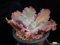 헤라클레스 다육식물