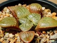 수정101 3-33 하월시아