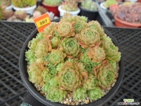 로슈아로아6-397 다육식물