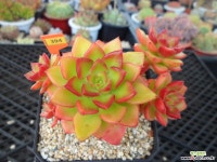 매직쨈골드6-394 다육식물