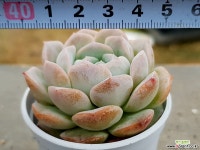 사랑 12-305 다육식물