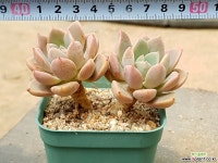 핑크프리티 13-23 다육식물