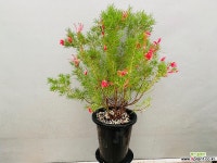 솔잎단사 야생화