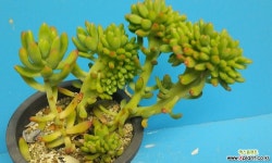 1649 팔천대철화 다육식물