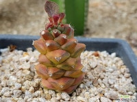 리치아이금 9106-1493 다육금