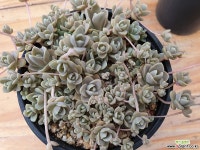 연화바위솔-61 다육식물