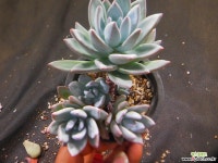 파우더퍼프금무지한몸군생 607-1479 다육식물