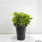 천냥금/공기정화식물/반려식물/온누리 꽃농원 공기정화식물