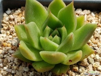 아띠랑스 9306-1560 다육식물