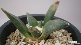 화목장11 선인장