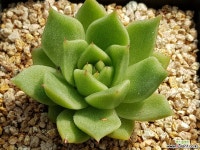 아띠랑스 9306-1569 다육식물