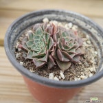 벨루스 0608-20 다육식물