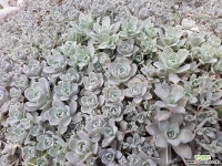 연화바위솔(4포트) 바위솔