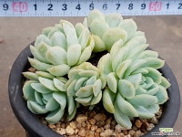 라즈베리아이스 16-90 다육식물