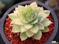 문가드니스금 군생 S0278 다육금