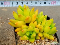 천상지애 16- 다육식물