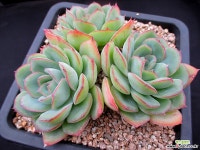 모닝듀 묵둥이 6-394 다육식물