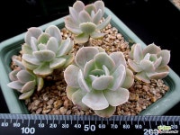 로즈마케베니아 6-397 다육식물