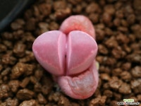 가83_ optica ‘Rubra’ 리톱스/메셈