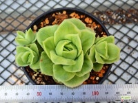 라즈아가 금_r96 다육금