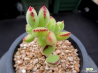 웅동자금 6-415 다육금