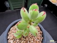 웅동자금 6-416 다육금