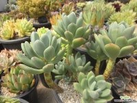 청성미인 다육식물