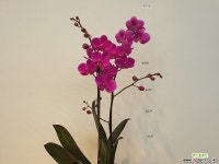 만천홍 기타 서양란