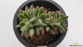 부용철화3019 다육철화