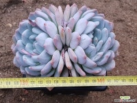 성영 9106-1762 다육식물
