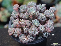 블루빈스 S0262 다육식물