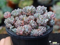 블루빈스 S0262 다육식물