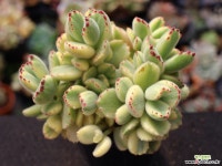 웅동자금 S0274 다육식물